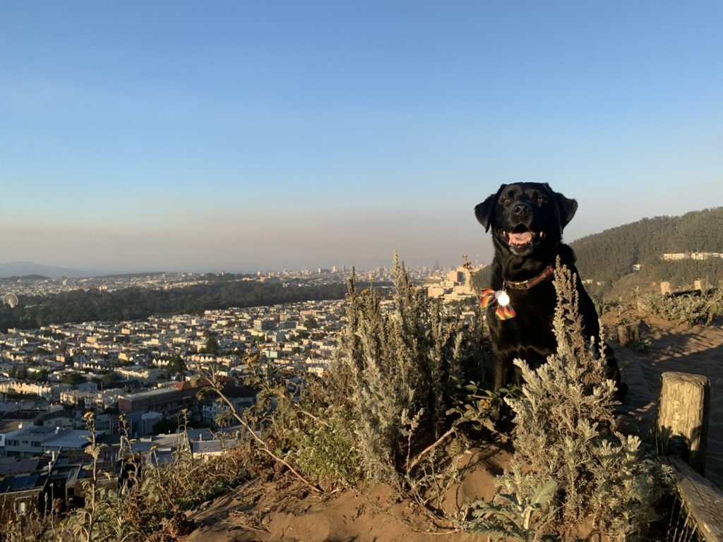 View across San Francisco from District 2