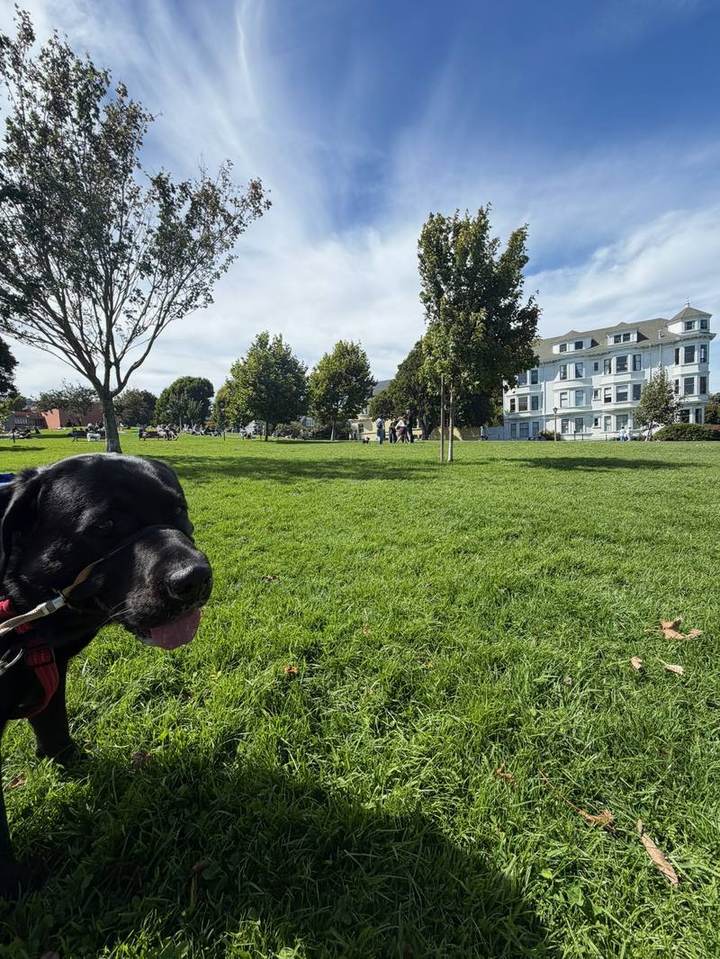 Mr. Radu on the lawn in Duboce Park.