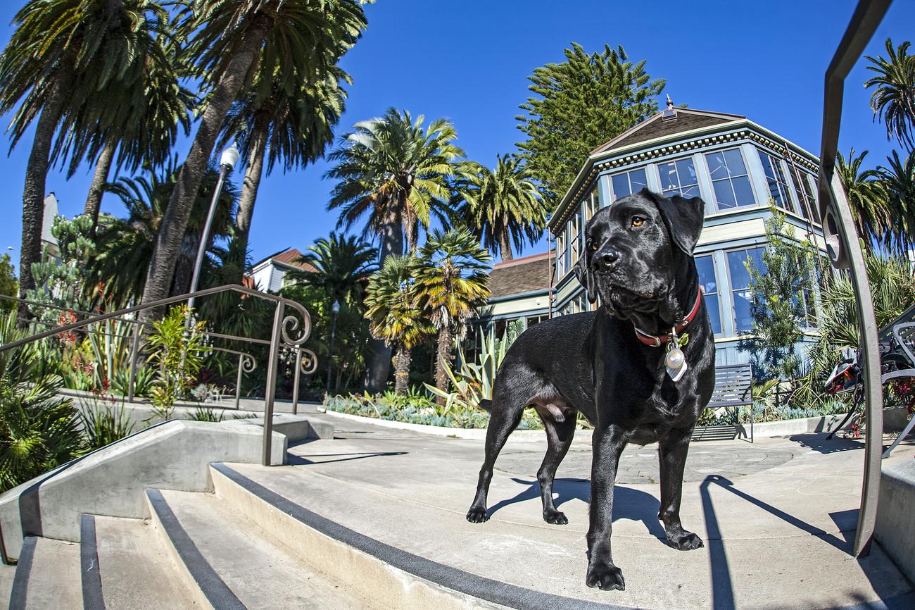 The Sunnyside Conservatory in San Francisco
